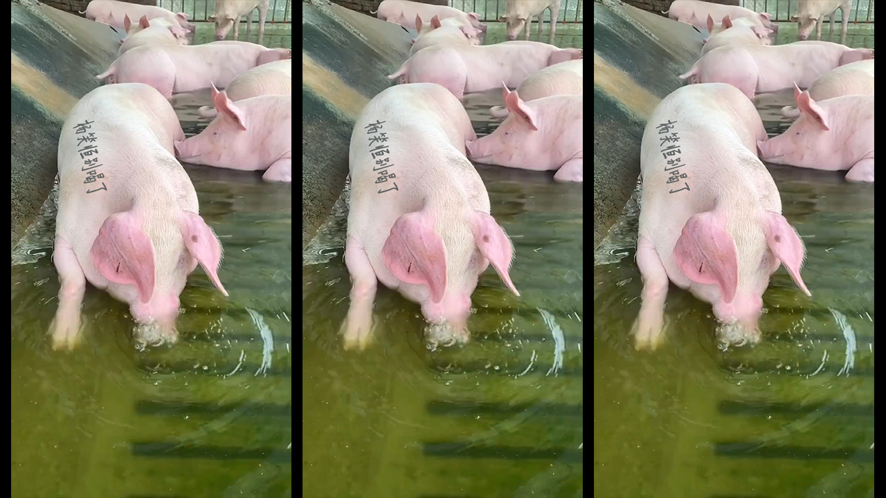 228猪喝水